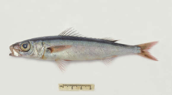 Image of Emmelichthys