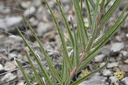 Image of spider milkweed