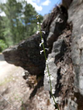 Image de Anarrhinum laxiflorum Boiss.