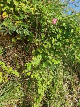 Antigonon leptopus Hook. & Arn.的图像