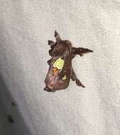 Image of Nanina Oak-Slug Moth