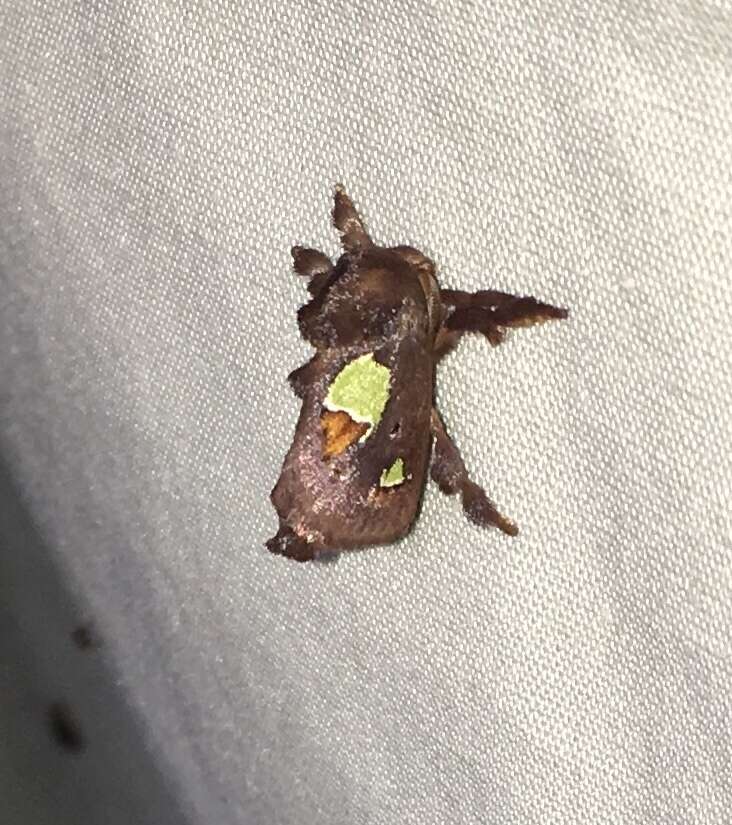 Image of Nanina Oak-Slug Moth
