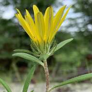 Imagem de Hirpicium gazanioides (Harv.) Roessler