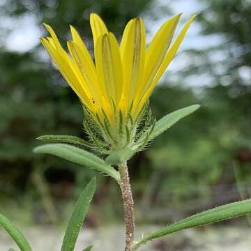 Image de Hirpicium gazanioides (Harv.) Roessler