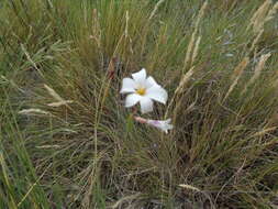 Image of streaked maiden