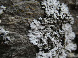 Image of frosted lichen