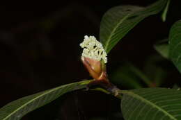 Image of Psychotria truncata Wall.