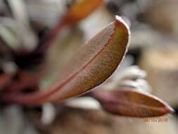 Image of Myosotis monroi Cheeseman