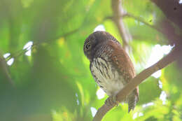 Image of Chestnut-backed Owlet