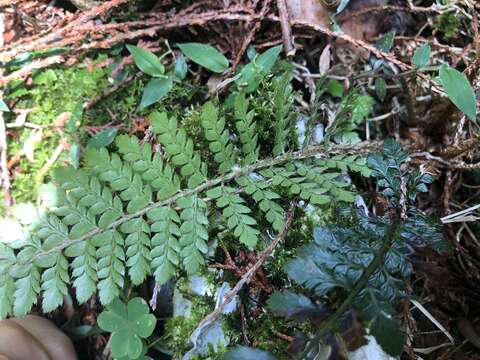 Imagem de Polystichum parvipinnulum Tag.