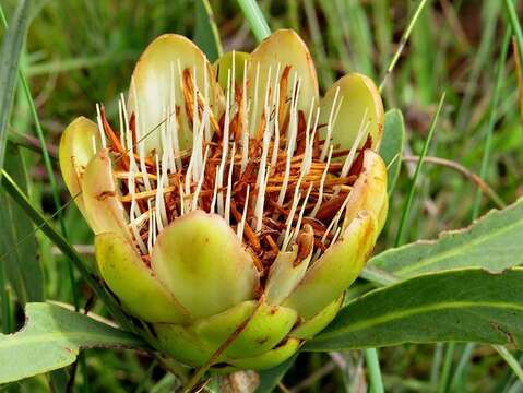 Image of Protea simplex E. Phillips