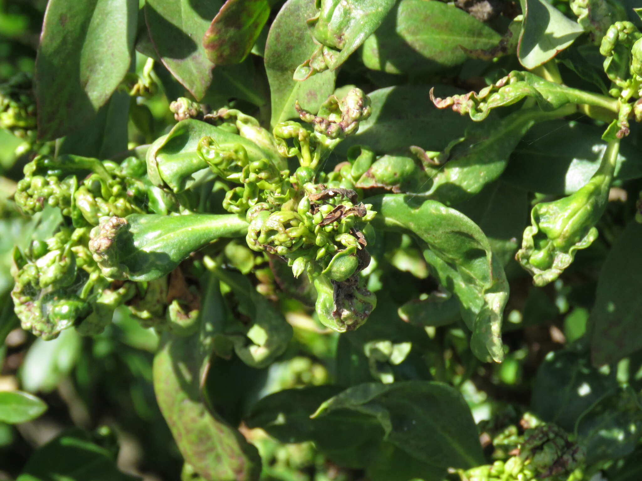 Image of Myoporum thrip