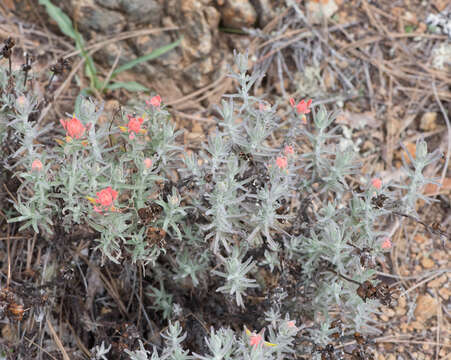 Слика од Castilleja foliolosa Hook. & Arn.