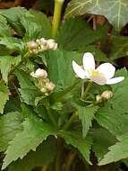 Ranunculus aconitifolius L. resmi