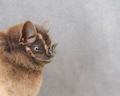 Image of Velvety Fruit-eating Bat