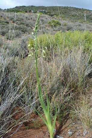 Image de Albuca canadensis (L.) F. M. Leight.