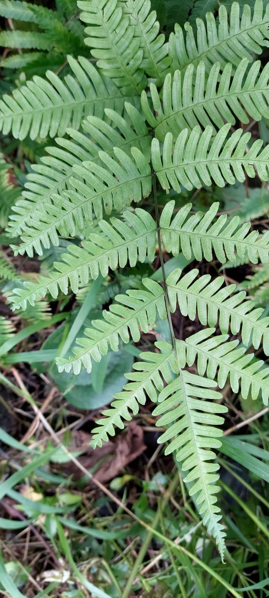 Image of Pteris pseudowulaiensis Y. S. Chao