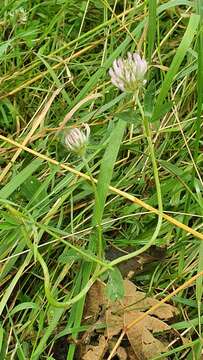 Image of Trifolium pratense var. pratense