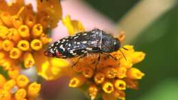 Image of Acmaeodera rubronotata Laporte & Gory 1835