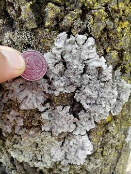 Image of rosette lichen