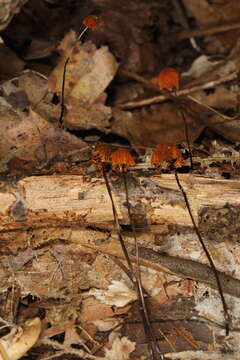 Image of Marasmius fulvoferrugineus Gilliam 1976