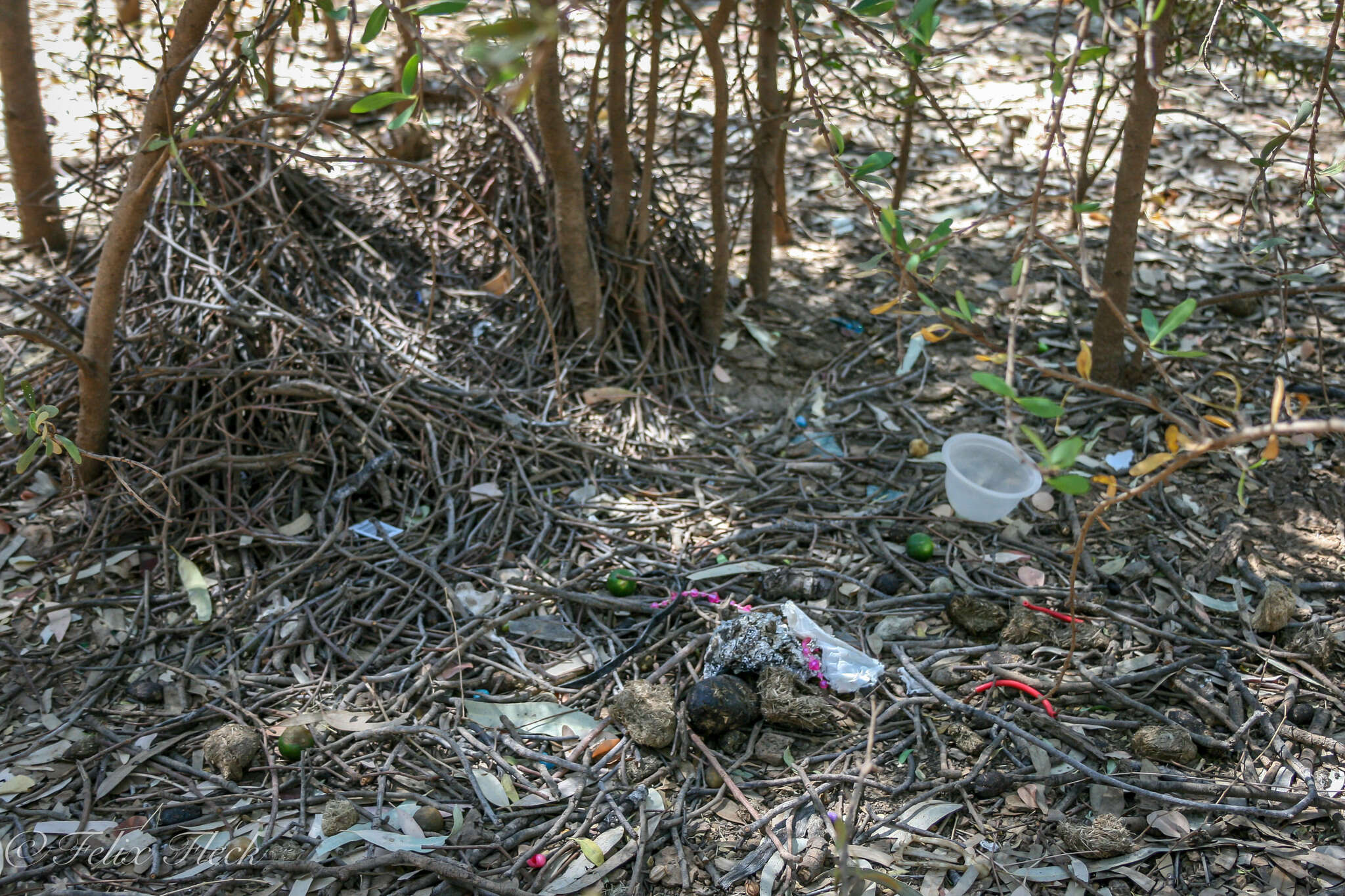 Image of Great Bowerbird