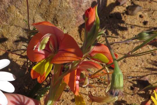 Image of Gladiolus speciosus Thunb.