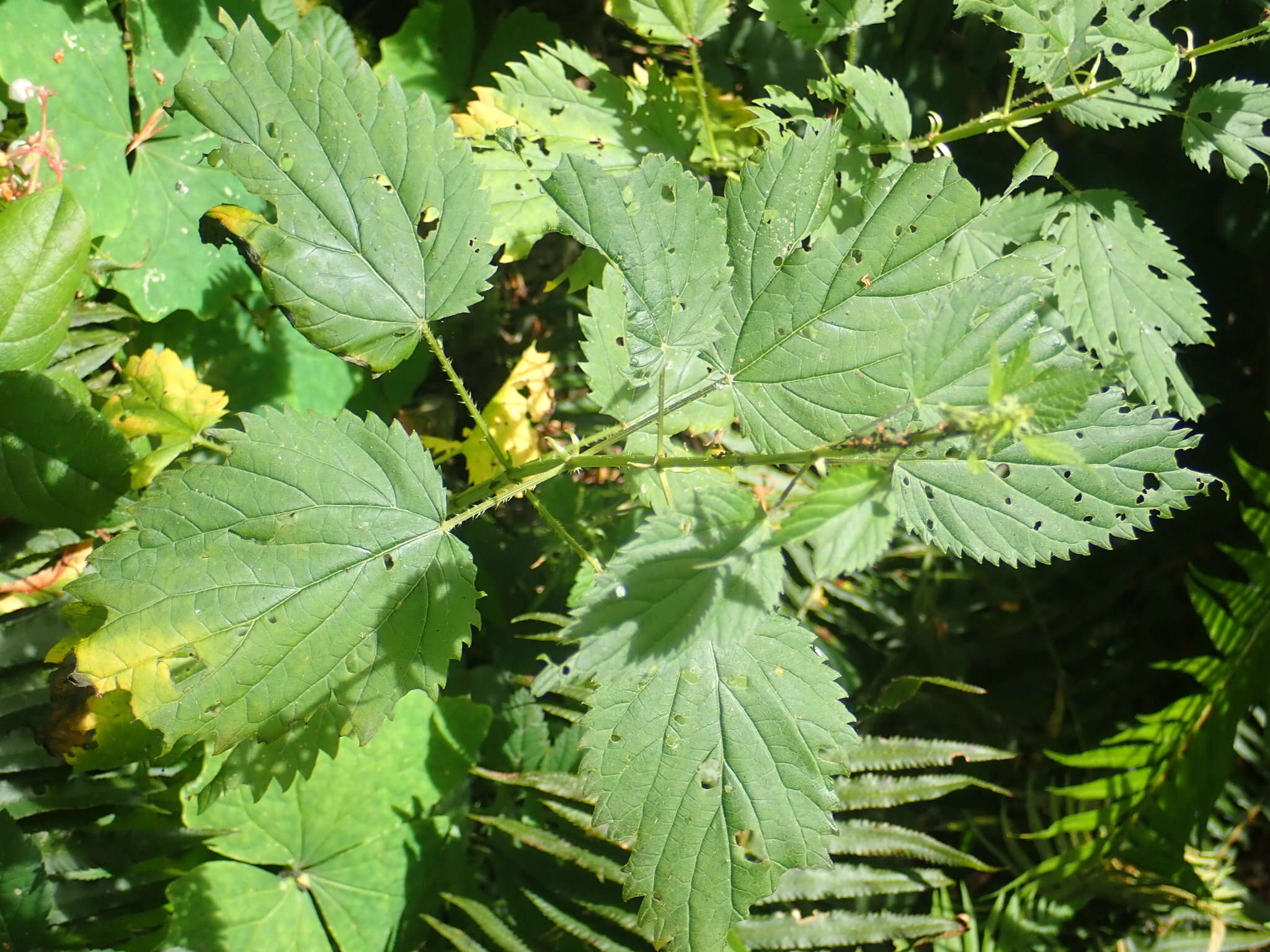 Urtica gracilis subsp. gracilis resmi