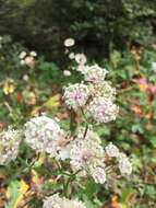 Imagem de Astrantia major subsp. major