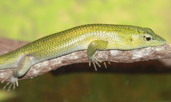 Image of Green Tree Skink