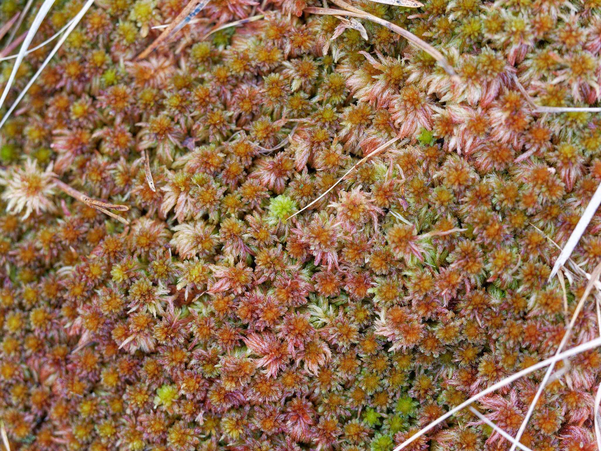 Imagem de Sphagnum subnitens Russow & Warnstorf 1888