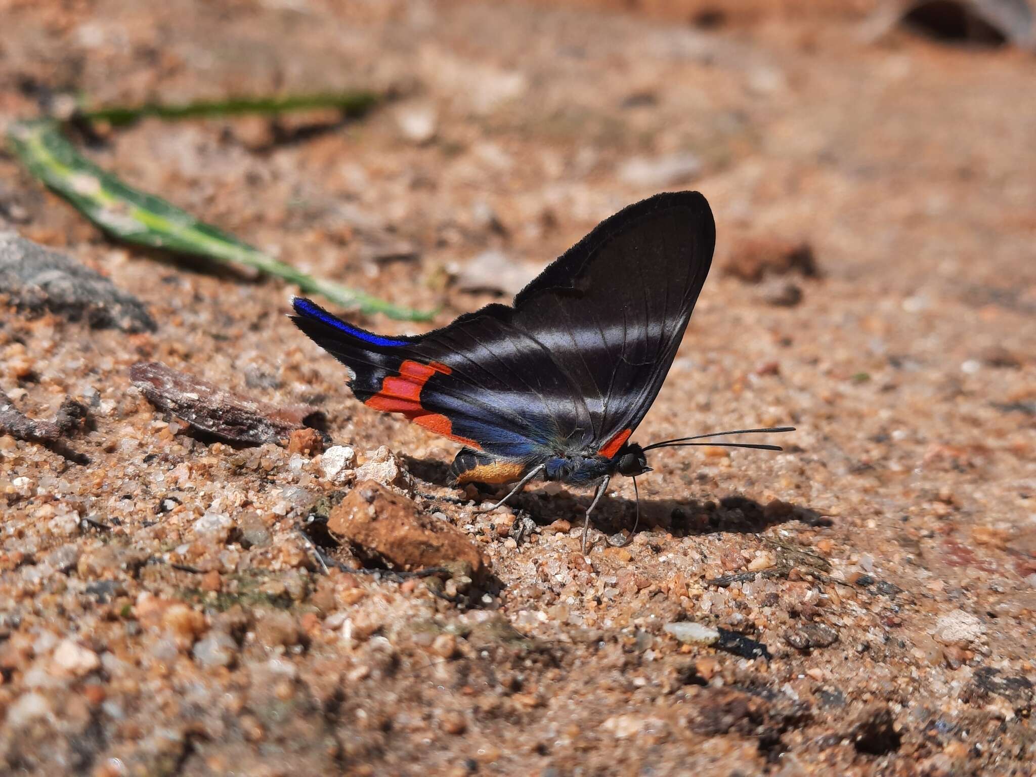 Image of Rhetus dysonii caligosus Stichel 1929