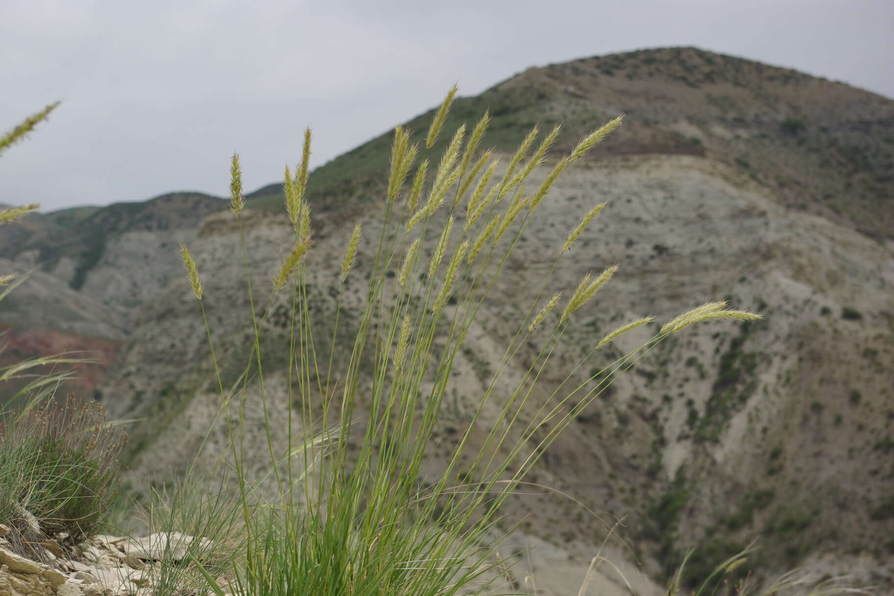 Image of Psathyrostachys dagestanica (F. N. Alex.) Nevski