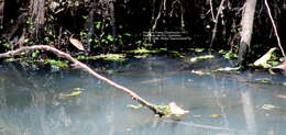 Image of Mexican Garter Snake