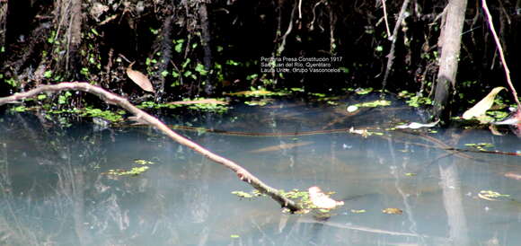 Image of Mexican Garter Snake