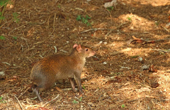 Image of Central American Agouti