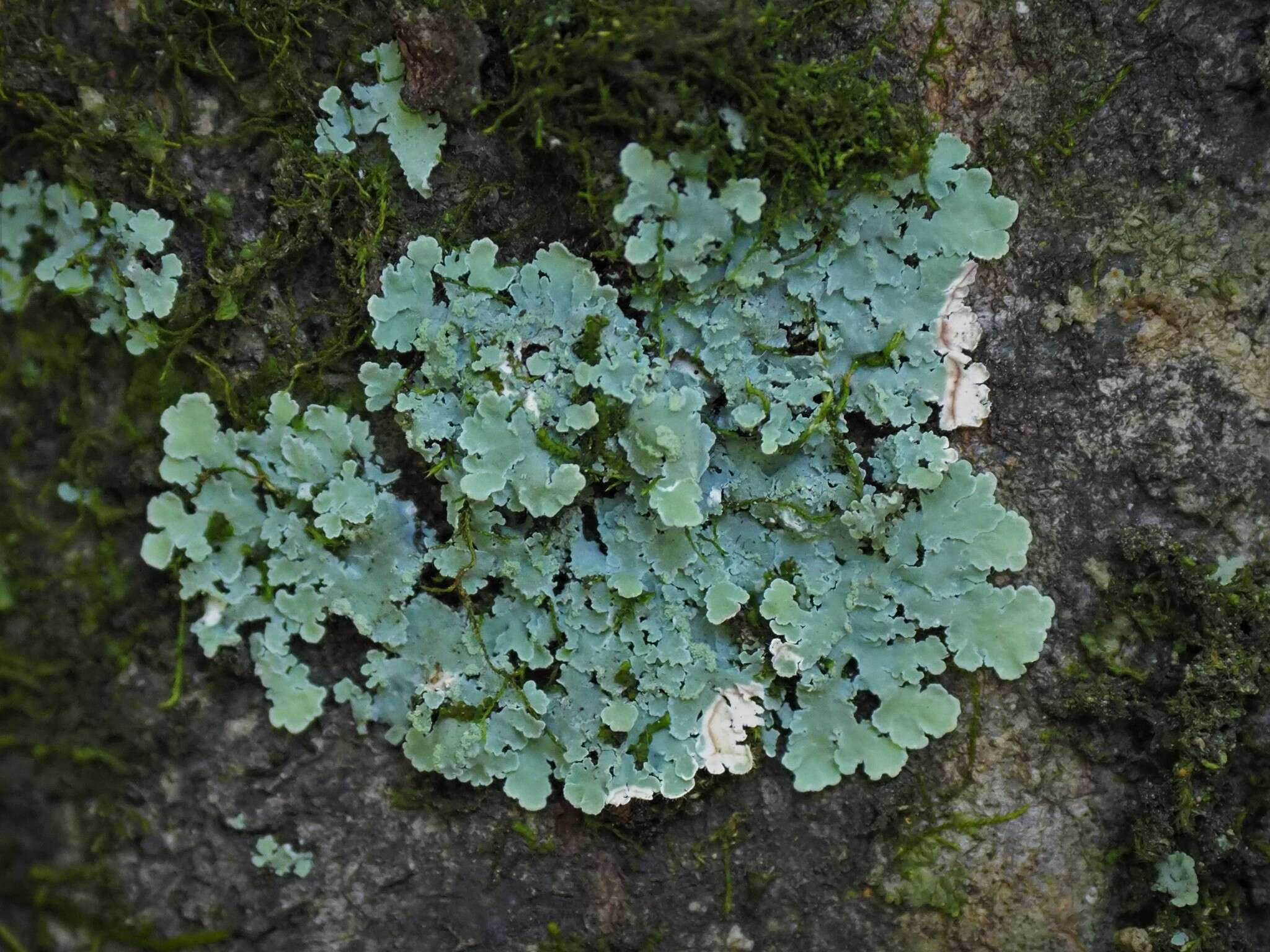 Image of Physcia atrostriata Moberg