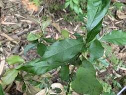 Image of Photinia arguta Wall. ex Lindl.