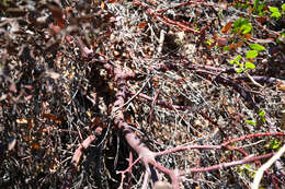 Image of Hooker's manzanita