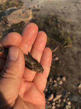 Image of Mottled Sculpin