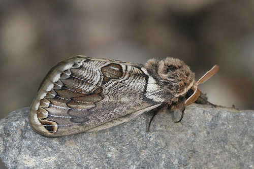 Image of Brahmaea europaea Hartig 1963