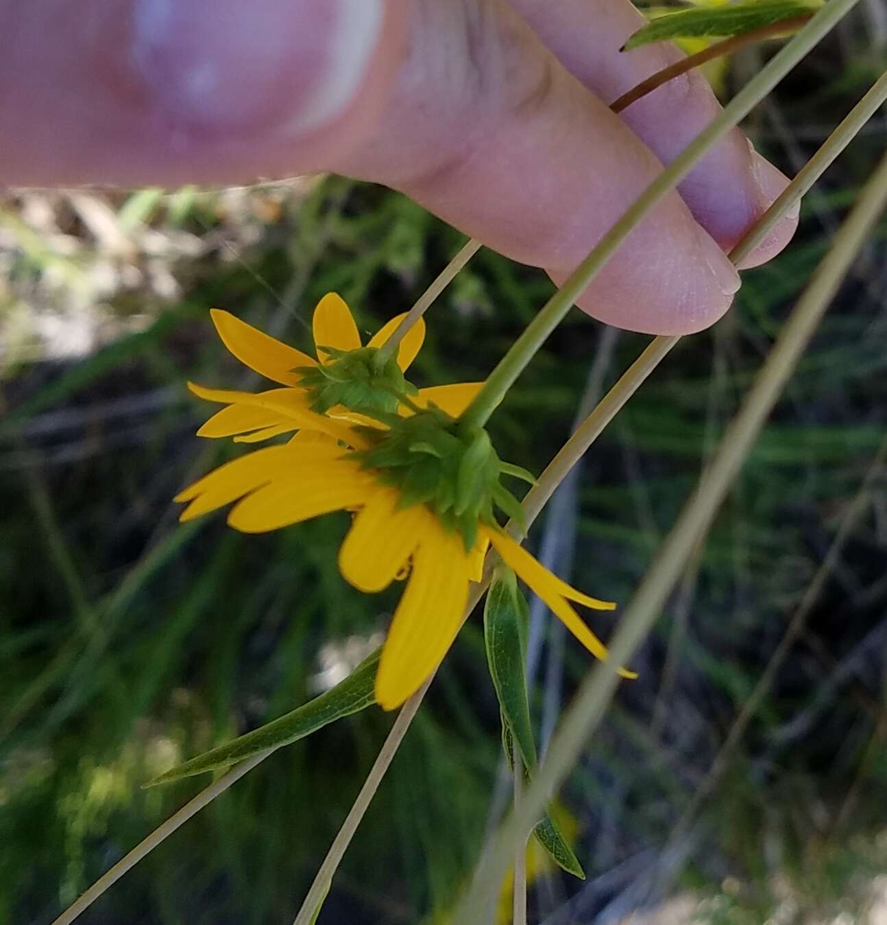 Image of longleaf sunflower