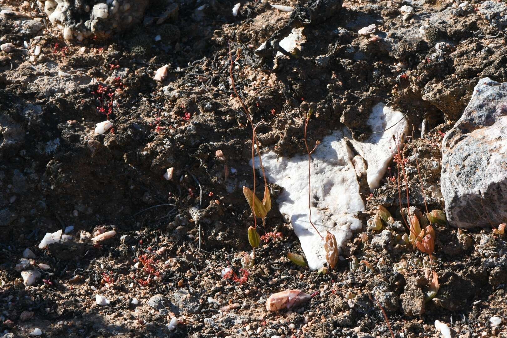 Image of Bulbine diphylla Schltr. ex Poelln.