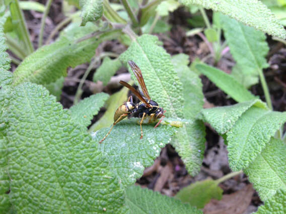 Image of Wasp