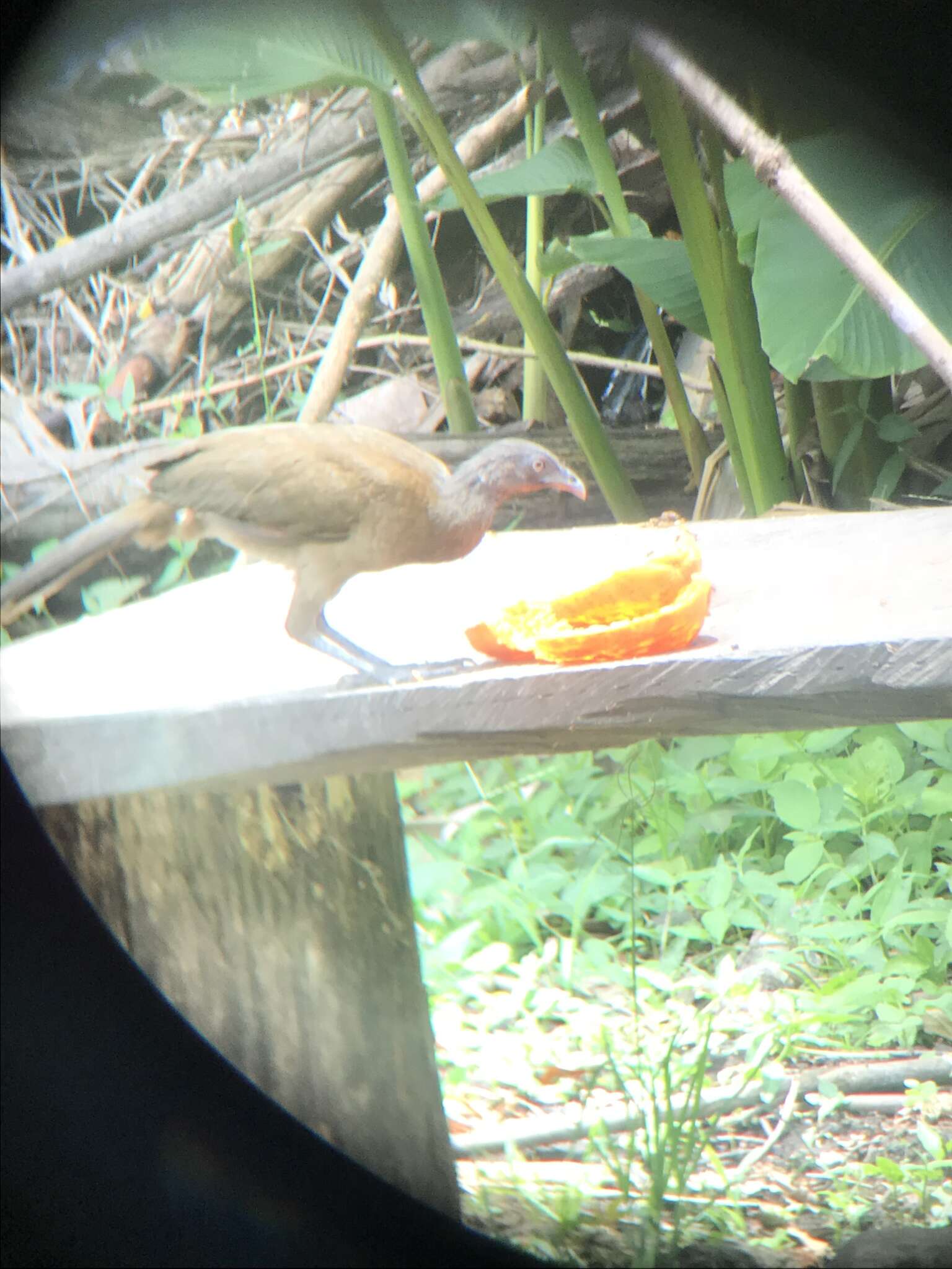 Image of Gray-headed Chachalaca