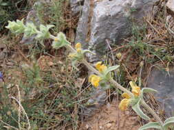 Image of Phlomis crinita Cav.