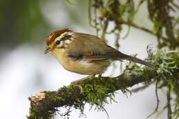 Image of Rufous-winged Fulvetta