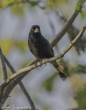 Image of Cuban Bullfinch