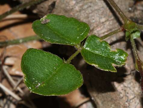 Plancia ëd Kennedia prostrata R. Br.