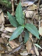 Odontochilus lanceolatus (Lindl.) Blume resmi